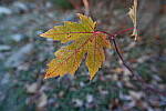 Click to see Y-JG-Z7-NIKON-14-24-0345.JPG