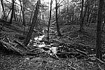 Click to see Y-JG-Z7-NIKON-14-24-0425-MOD.JPG