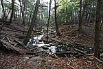 Click to see Y-JG-Z7-NIKON-14-24-0425.JPG