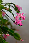 Click to see Y-JG-Z7-SIGMA-105MM-1813-MOD.JPG