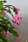 Click to see Y-JG-Z7-SIGMA-105MM-1813.JPG