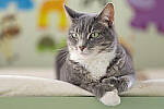 Click to see Y-JG-Z7-SIGMA-105MM-1919-MOD.JPG