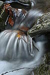 Click to see Y-JG-Z7-SIGMA-105MM-2042.JPG