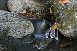 Click to see Y-JG-Z7-SIGMA-105MM-2062-MOD.JPG