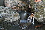 Click to see Y-JG-Z7-SIGMA-105MM-2062.JPG