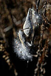 Click to see Y-JG-Z7-SIGMA-105MM-2082-MOD.JPG