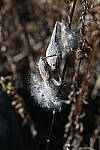 Click to see Y-JG-Z7-SIGMA-105MM-2082.JPG