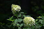 Click to see Y-WB-24_200MM-DSC_0003.JPG