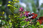 Click to see Y-WB-24_200MM-DSC_0004.JPG