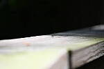 Click to see Y-WB-24_200MM-DSC_0010.JPG