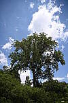 Click to see Y-WB-24_200MM-DSC_0025.JPG