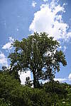 Click to see Y-WB-24_200MM-DSC_0026.JPG