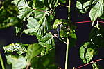 Click to see Y-WB-24_200MM-DSC_0094.JPG
