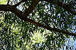 Click to see Y-WB-24_200MM-DSC_0109.JPG