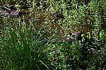 Click to see Y-WB-24_200MM-DSC_0122.JPG