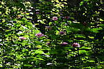 Click to see Y-WB-24_200MM-DSC_0131.JPG