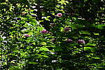Click to see Y-WB-24_200MM-DSC_0132.JPG