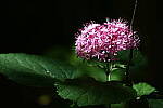 Click to see Y-WB-24_200MM-DSC_0135.JPG