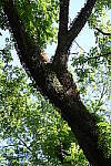 Click to see Y-WB-24_200MM-DSC_0160.JPG