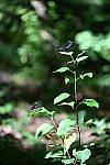 Click to see Y-WB-24_200MM-DSC_0167.JPG