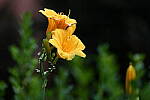 Click to see Y-WB-24_200MM-DSC_0191.JPG
