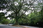Click to see Y-WB-24_200MM-DSC_0197.JPG