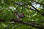 Click to see Y-WB-24_200MM-DSC_0247.JPG