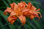 Click to see Y-WB-24_200MM-DSC_0261.JPG