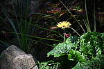 Click to see Y-WB-24_200MM-DSC_0270.JPG