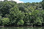 Click to see Y-WB-24_200MM-DSC_0280.JPG