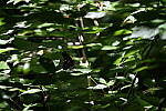 Click to see Y-WB-24_200MM-DSC_0295.JPG