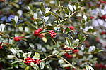 Click to see Y-WB-50MM-DSC_0326.JPG