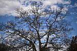 Click to see Y-WB-50MM-DSC_0336.JPG