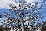 Click to see Y-WB-50MM-DSC_0337.JPG