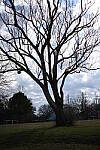 Click to see Y-WB-50MM-DSC_0377.JPG
