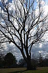 Click to see Y-WB-50MM-DSC_0381.JPG