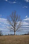 Click to see Y-WB-50MM-DSC_0439.JPG