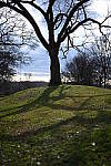 Click to see Y-WB-50MM-DSC_0448.JPG