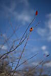 Click to see Y-WB-50MM-DSC_0485.JPG