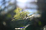 Click to see Y-WB-50MM-DSC_0618.JPG