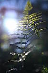 Click to see Y-WB-50MM-DSC_0624.JPG