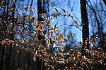 Click to see Y-WB-50MM-DSC_0653.JPG