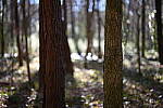 Click to see Y-WB-50MM-DSC_0727.JPG