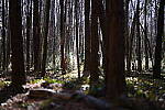 Click to see Y-WB-50MM-DSC_0739.JPG