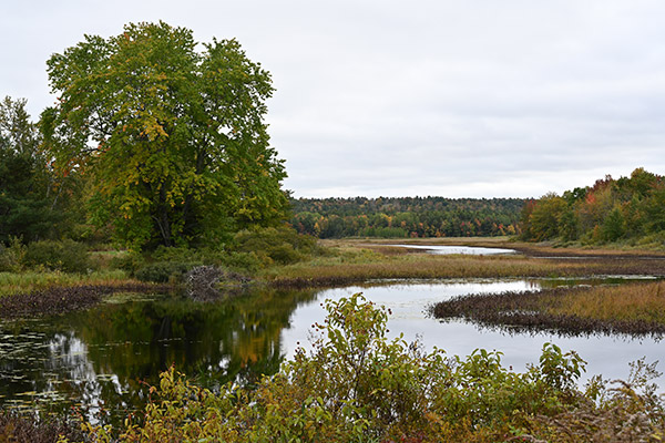 Nikon Z7 Review: Field Test -- Gallery Image