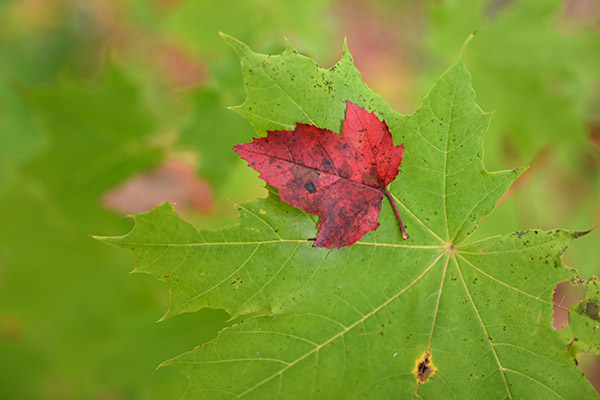 Nikon Z7 Review: Field Test -- Gallery Image