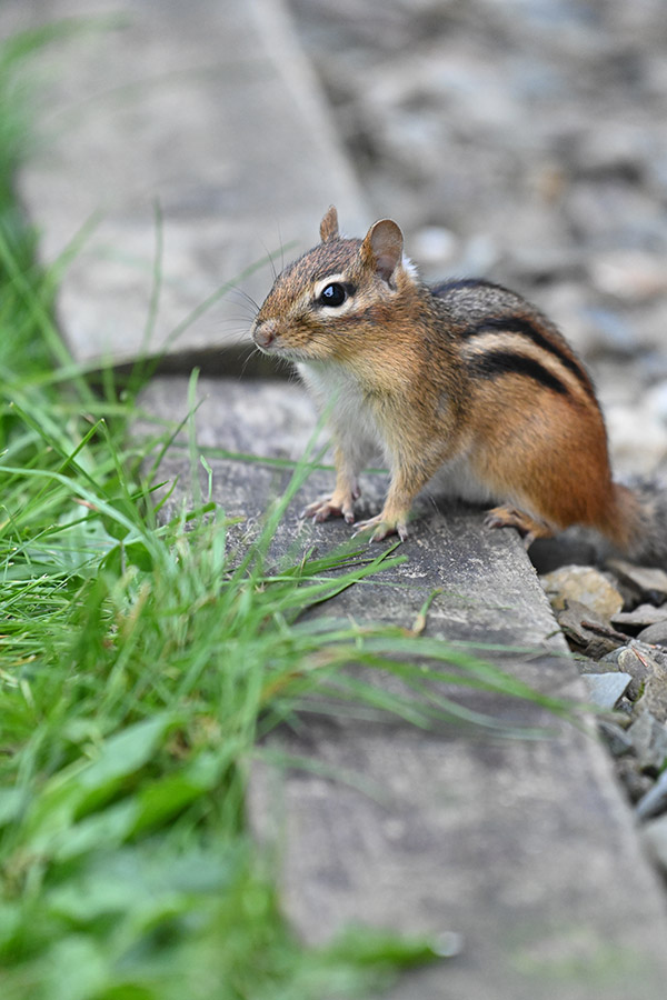 Nikon Z7 Review: Field Test -- Gallery Image