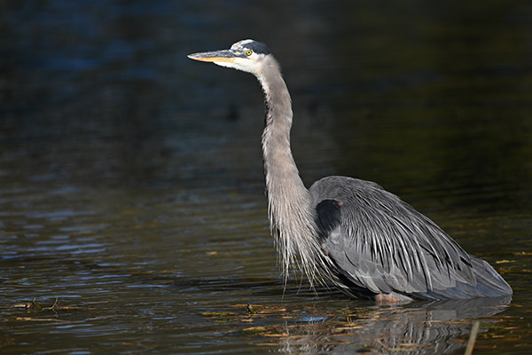 Nikon Z7 Review -- Gallery Image