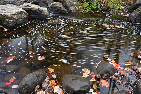 Nikon Z7 Review: Field Test -- Gallery Image