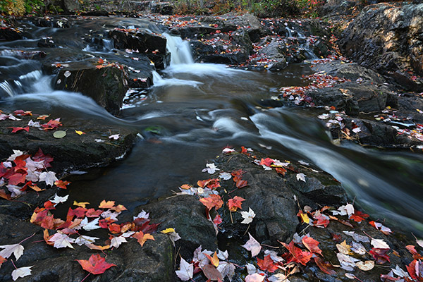 Nikon Z7 Review: Field Test -- Gallery Image